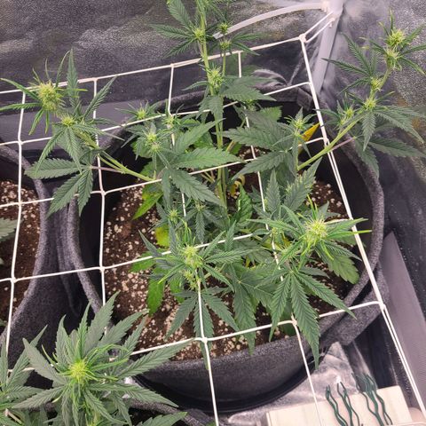 Amnesia Dream XL  growlog timeline photo