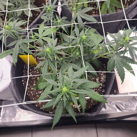 Lemon Haze  growlog timeline photo
