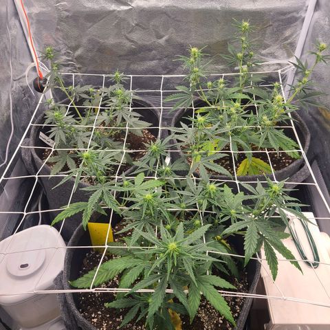 Zkittlez growlog timeline photo