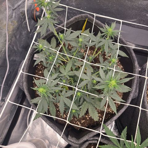 Zkittlez growlog timeline photo