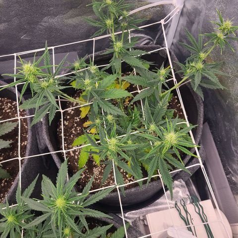 Amnesia Dream XL  growlog timeline photo