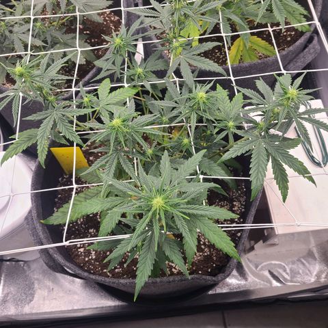 Lemon Haze  growlog timeline photo