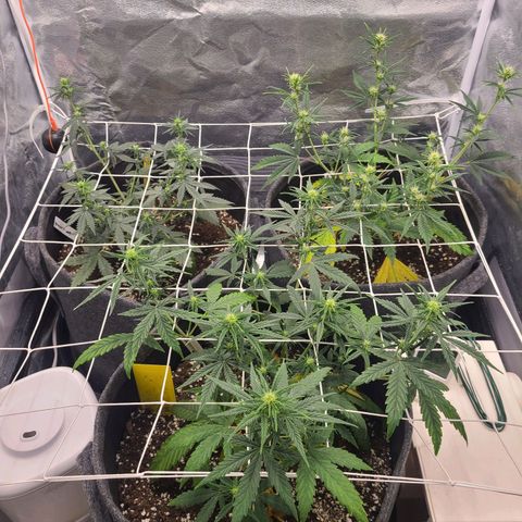 Zkittlez growlog timeline photo