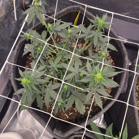 Zkittlez growlog timeline photo