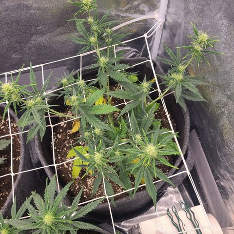 Amnesia Dream XL  growlog timeline photo
