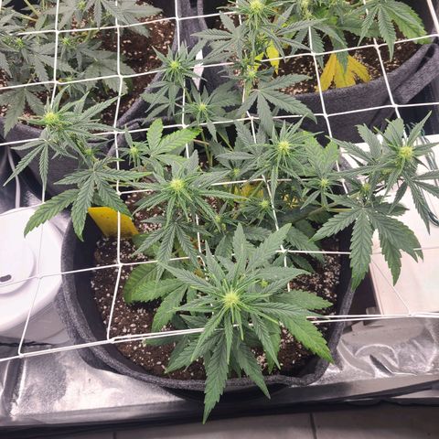 Lemon Haze  growlog timeline photo