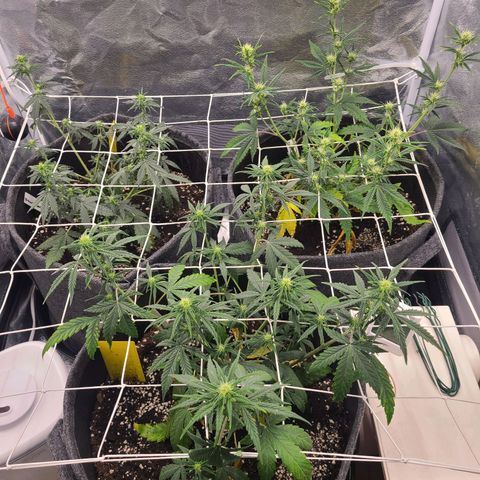 Zkittlez growlog timeline photo