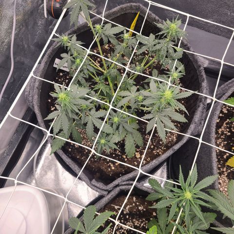 Zkittlez growlog timeline photo