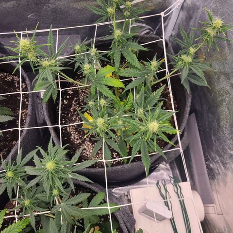 Amnesia Dream XL  growlog timeline photo