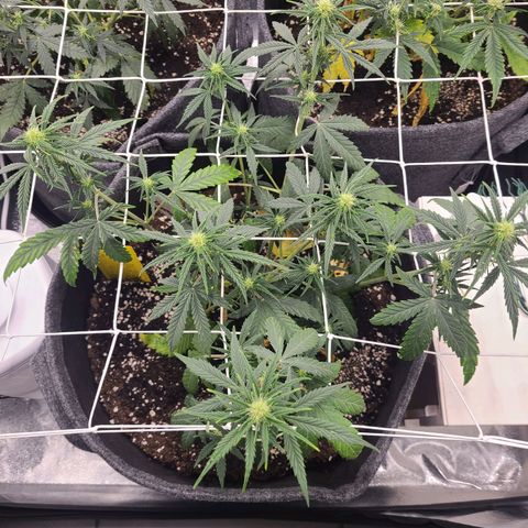 Lemon Haze  growlog timeline photo