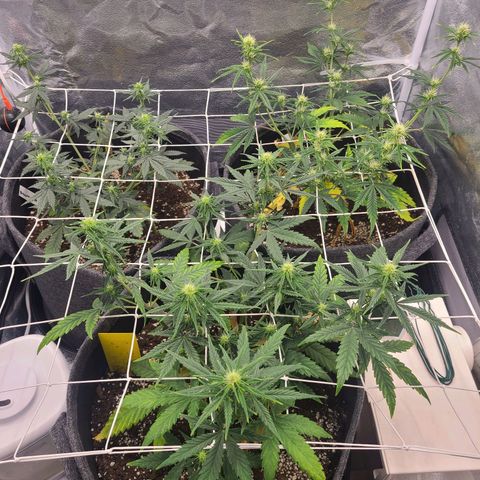 Zkittlez growlog timeline photo