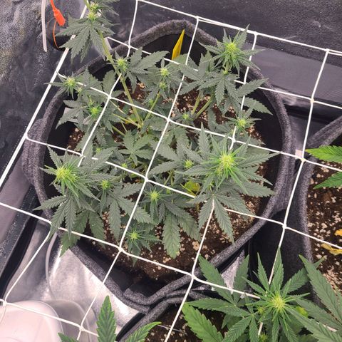 Zkittlez growlog timeline photo