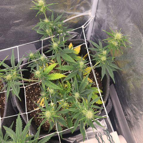 Amnesia Dream XL  growlog timeline photo