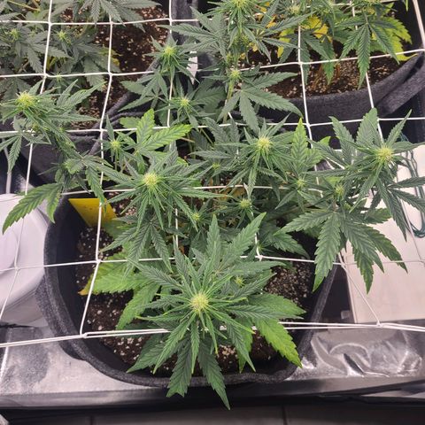 Lemon Haze  growlog timeline photo