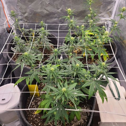 Zkittlez growlog timeline photo