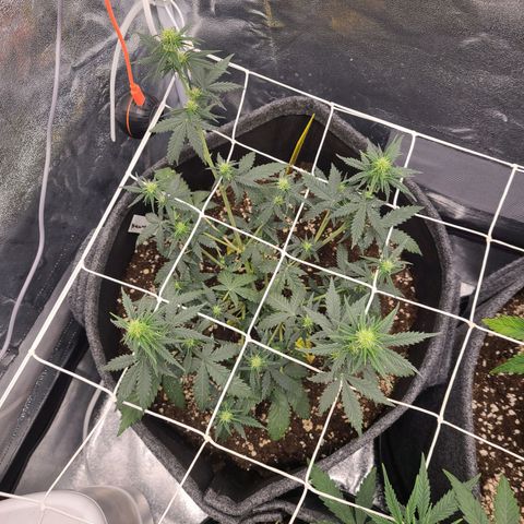 Zkittlez growlog timeline photo