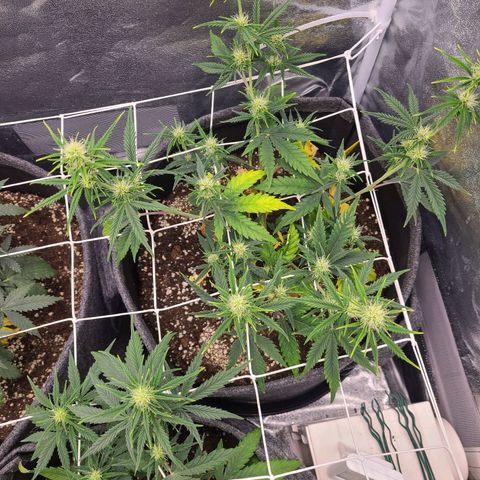 Amnesia Dream XL  growlog timeline photo