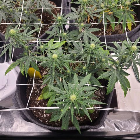 Lemon Haze  growlog timeline photo