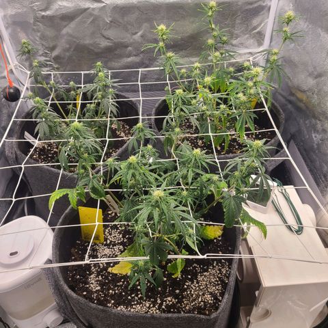 Zkittlez growlog timeline photo