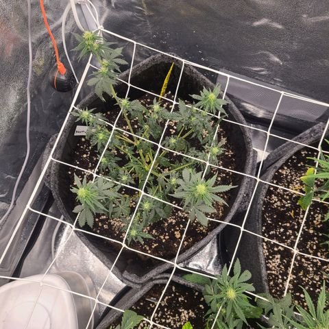 Zkittlez growlog timeline photo