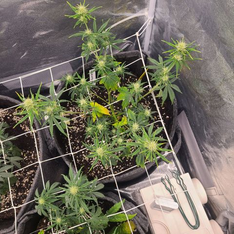 Amnesia Dream XL  growlog timeline photo
