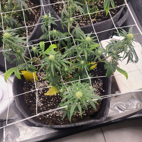 Lemon Haze  growlog timeline photo