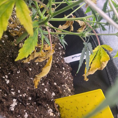 Amnesia Dream XL  growlog timeline photo