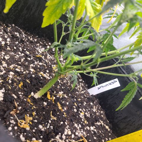 Amnesia Dream XL  growlog timeline photo