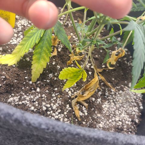 Lemon Haze  growlog timeline photo