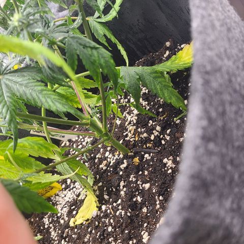 Lemon Haze  growlog timeline photo