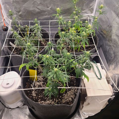 Zkittlez growlog timeline photo