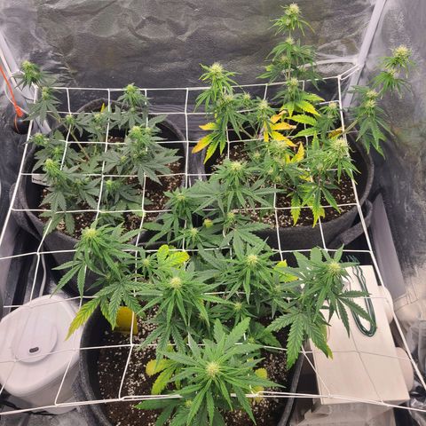 Zkittlez growlog timeline photo