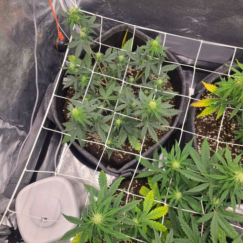 Zkittlez growlog timeline photo