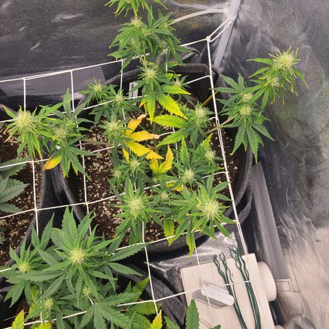 Amnesia Dream XL  growlog timeline photo
