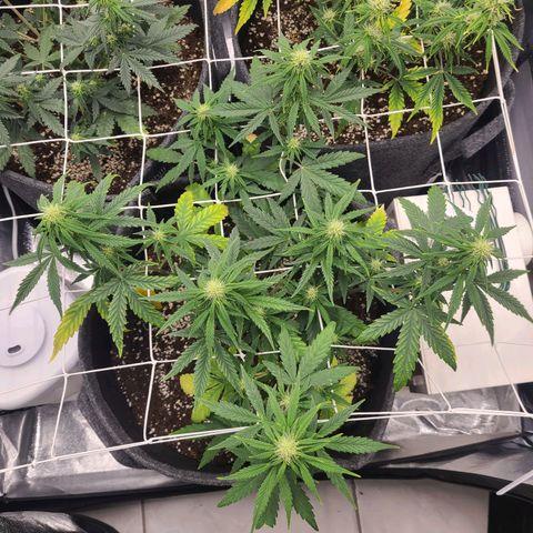 Lemon Haze  growlog timeline photo