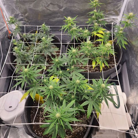 Zkittlez growlog timeline photo