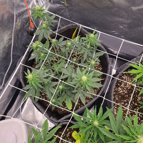 Zkittlez growlog timeline photo
