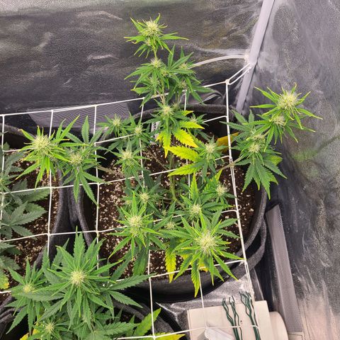 Amnesia Dream XL  growlog timeline photo