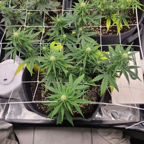 Lemon Haze  growlog timeline photo