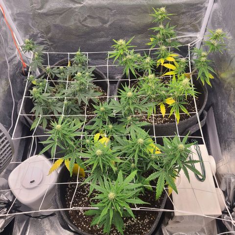 Zkittlez growlog timeline photo