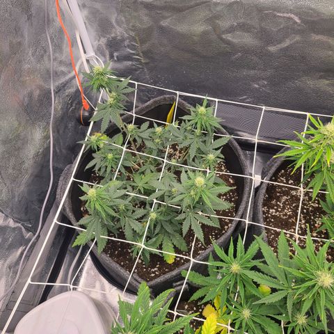 Zkittlez growlog timeline photo