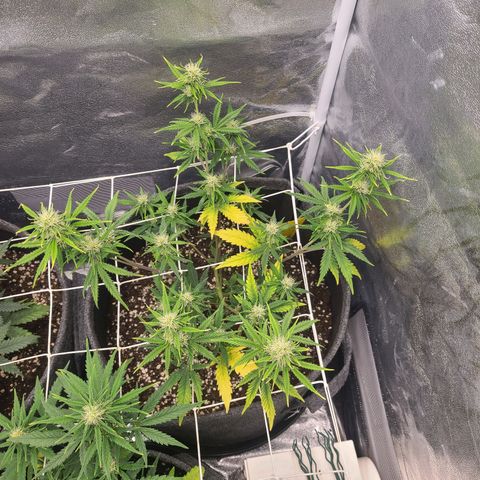 Amnesia Dream XL  growlog timeline photo