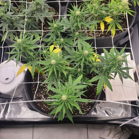 Lemon Haze  growlog timeline photo
