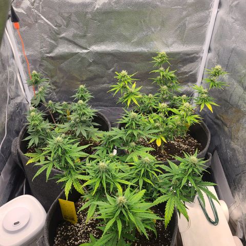 Zkittlez growlog timeline photo