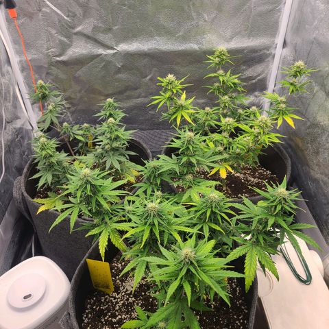 Zkittlez growlog timeline photo