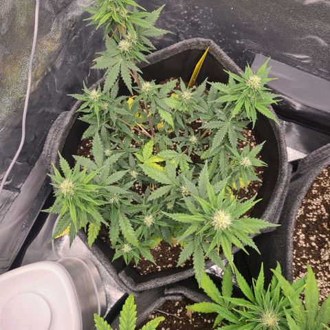 Zkittlez growlog timeline photo