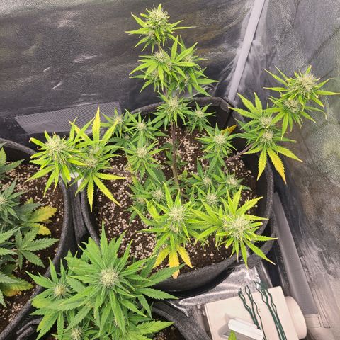 Amnesia Dream XL  growlog timeline photo
