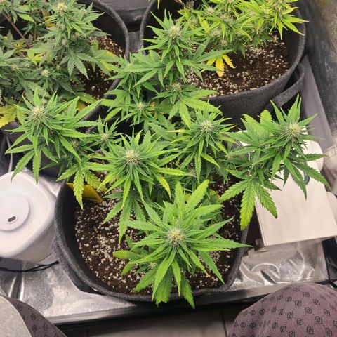 Lemon Haze  growlog timeline photo