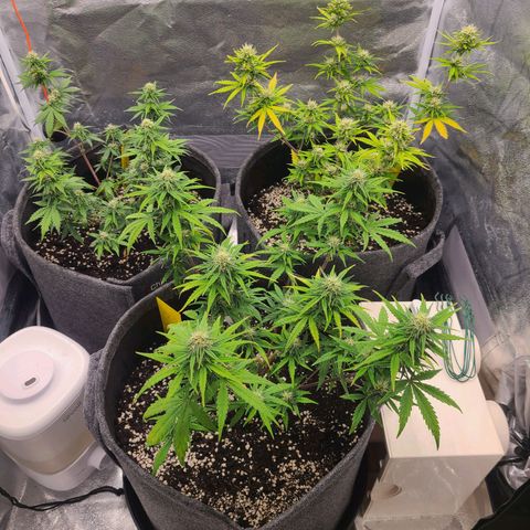 Zkittlez growlog timeline photo