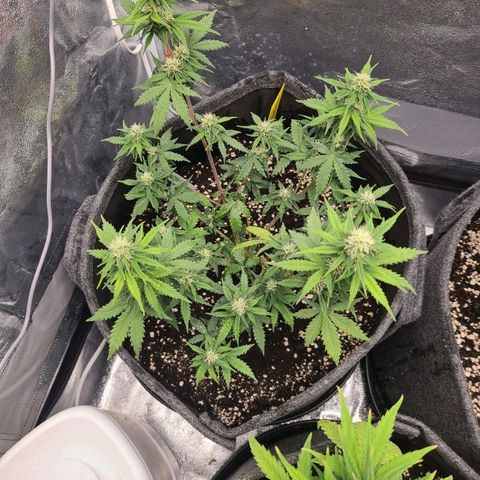 Zkittlez growlog timeline photo